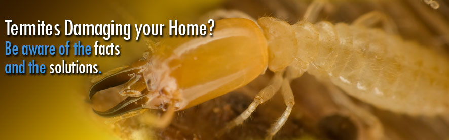 Termite Control-Barnetts Termite and Pest Control